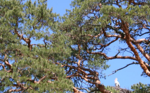 6_Šuminų pušis foto  V.Čiplytė.jpg